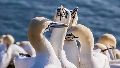 开云官网-NBA-公牛8人上双114-111险胜凯尔特人取4连胜